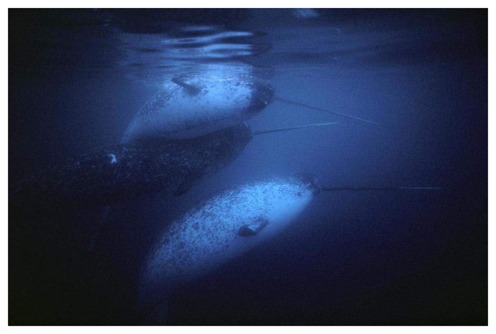 Narwhal males underwater, Baffin Island, Nunavut, Canada-Paper Art-62x42”