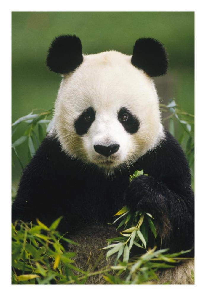 Giant Panda eating bamboo, China-Paper Art-18x26”
