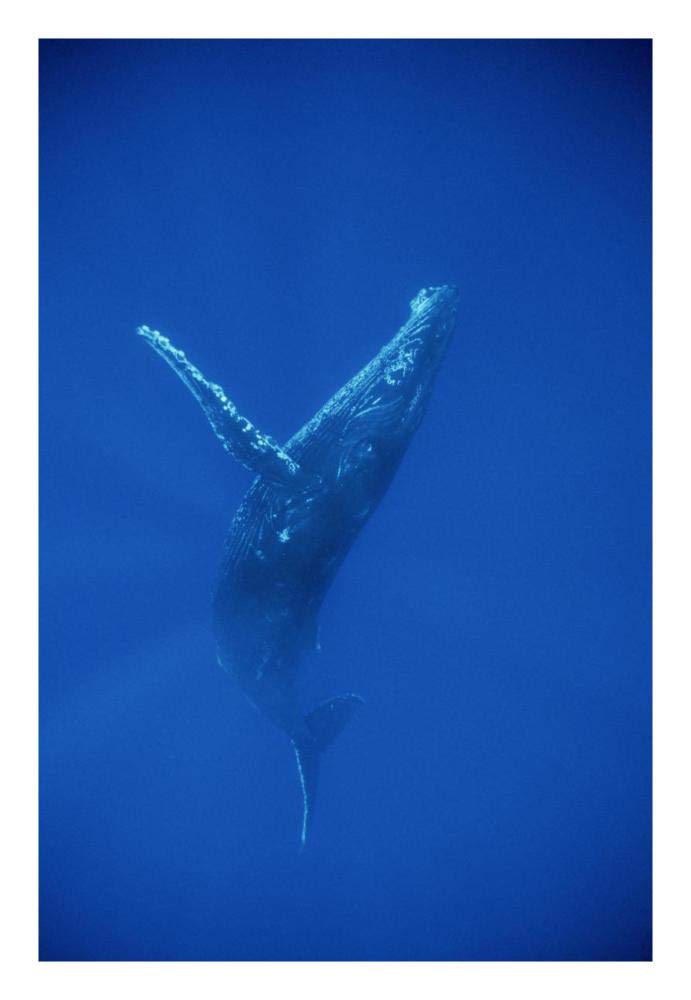 Humpback Whale swimming, underwater, Hawaii-Paper Art-18x26”