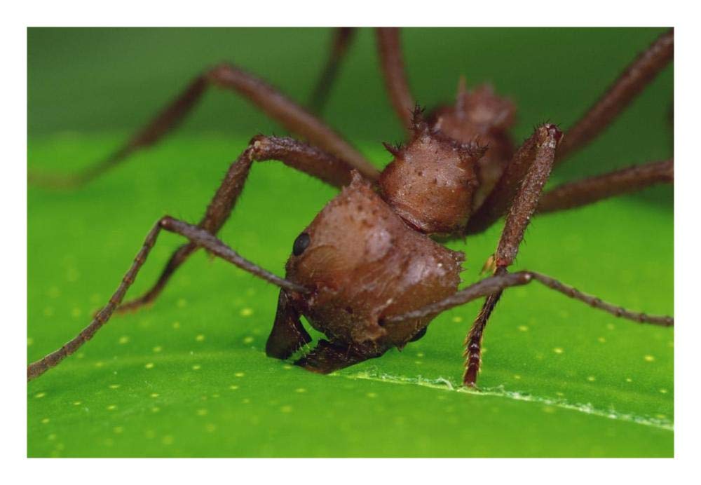 Leafcutter Ant worker cutting papaya leaf, Guadeloupe-Paper Art-26x18”