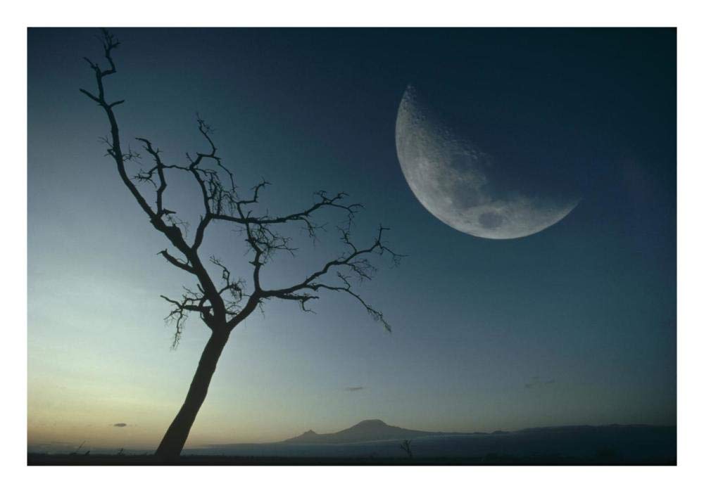 Whistling Thorn and moon, Amboseli National Park, Kenya, East Africa-Paper Art-26x18”