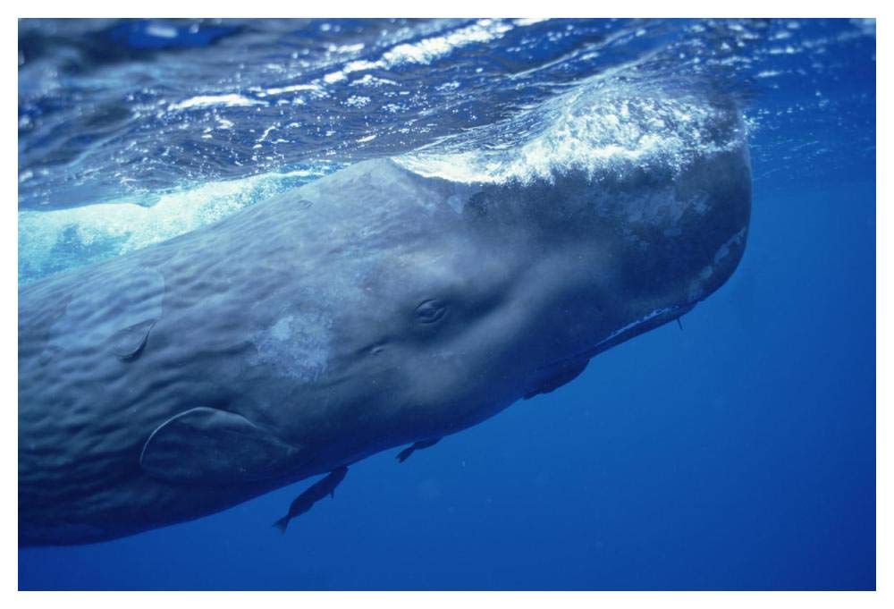 Sperm Whale adult with attached Remoras skimming ocean surface, Dominica-Paper Art-50x34”