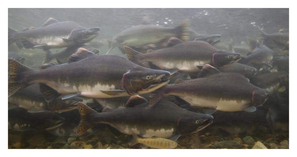 Pink Salmon swimming during migration, Indian River, Sitka, Alaska-Paper Art-38x20”