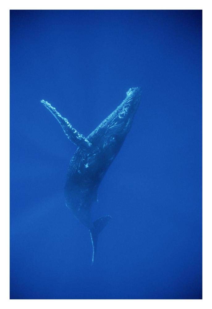 Humpback Whale swimming, underwater, Hawaii-Paper Art-22x32”
