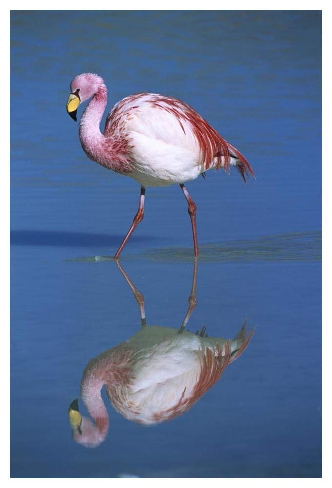 Puna Flamingo wading, Laguna Colorada, Bolivia-Paper Art-34x50”