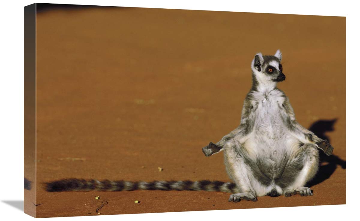 Ring-tailed Lemur sunning in late afternoon, Berenty Reserve, Madagascar-Canvas Art-24x16”