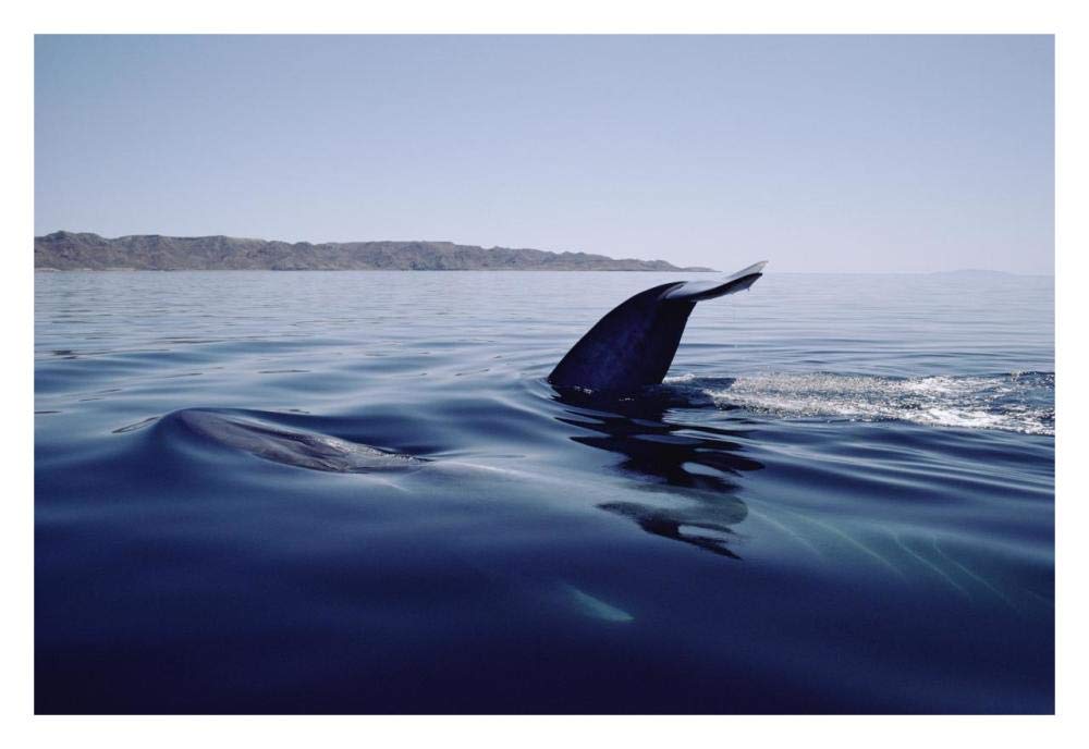 Blue Whale tail, Sea of Cortez, Mexico-Paper Art-32x22”