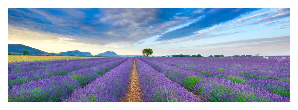 Lavender Field, France-Paper Art-38x14”
