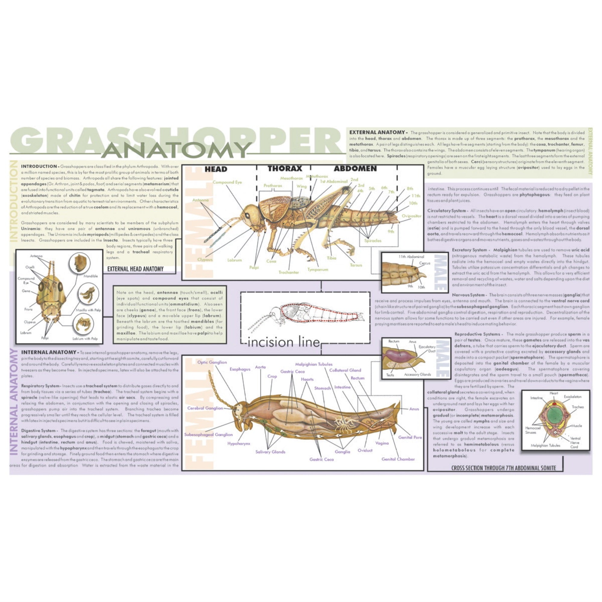 Frey Scientific Laminated Dissection Mat, Grasshopper Anatomy Print