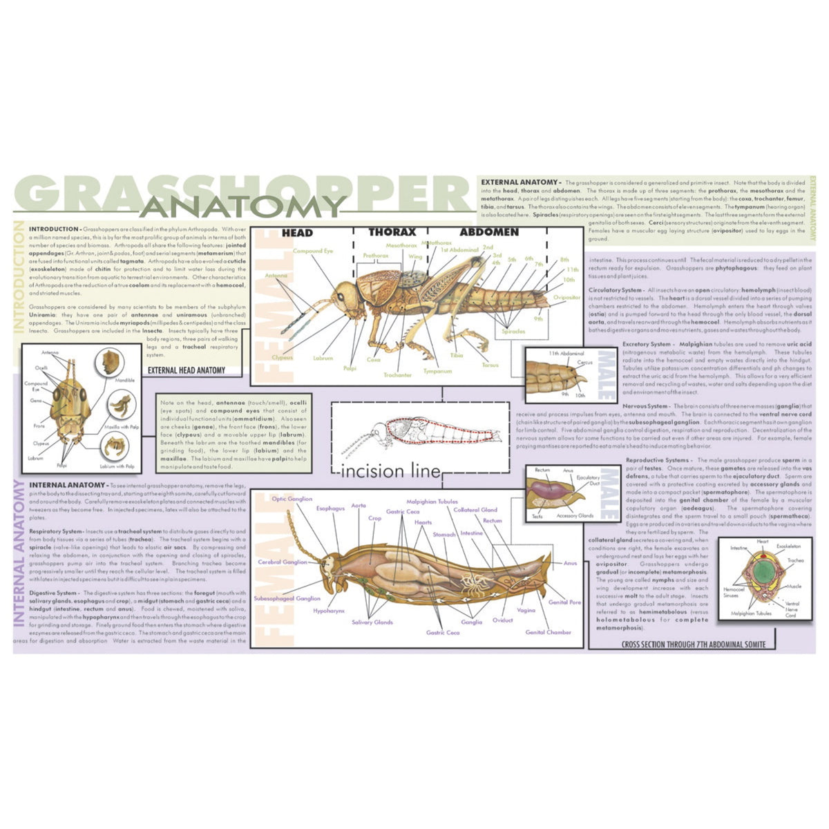 Frey Scientific Laminated Dissection Mat, Grasshopper Anatomy Print