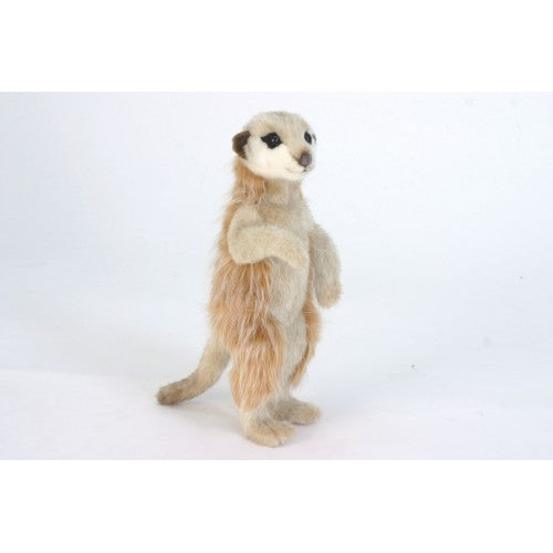 Meerkat 13''