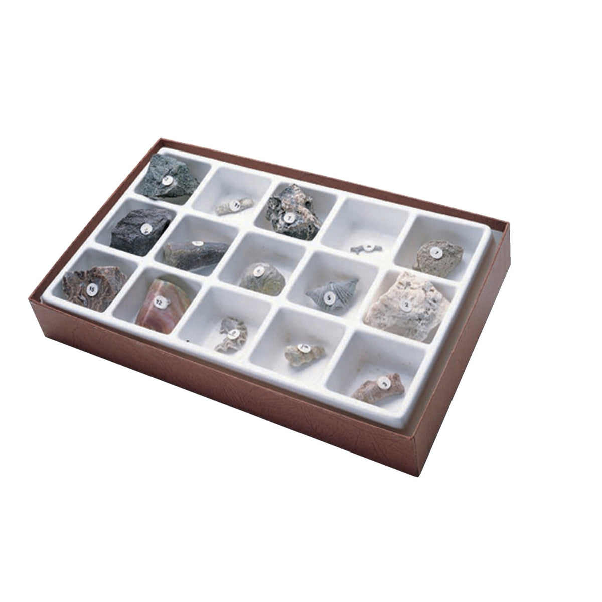 Scott Resources General Fossil Collection