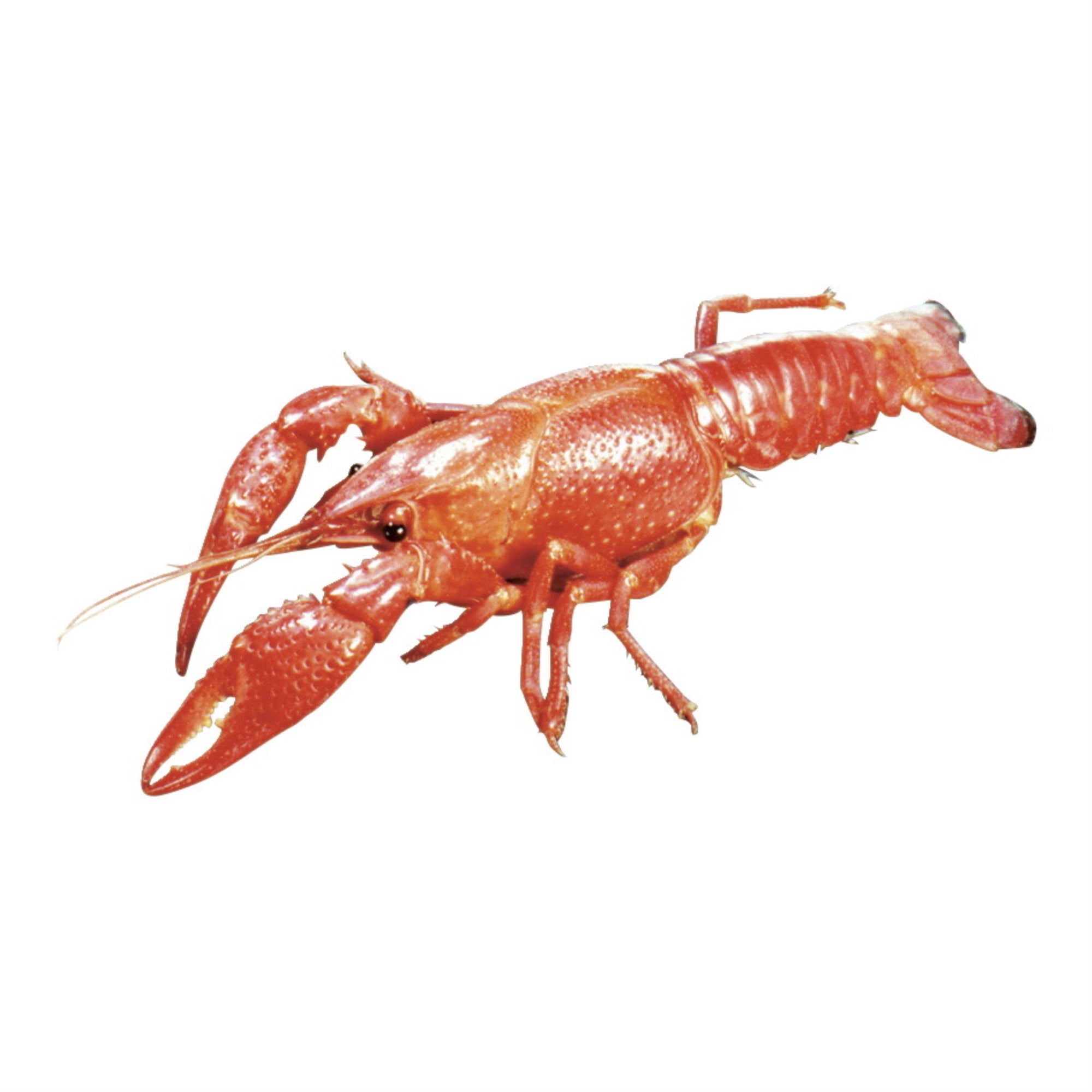 Frey Scientific Choice Preserved Crayfish, Plain Injected, Vacuum Pack Of 10