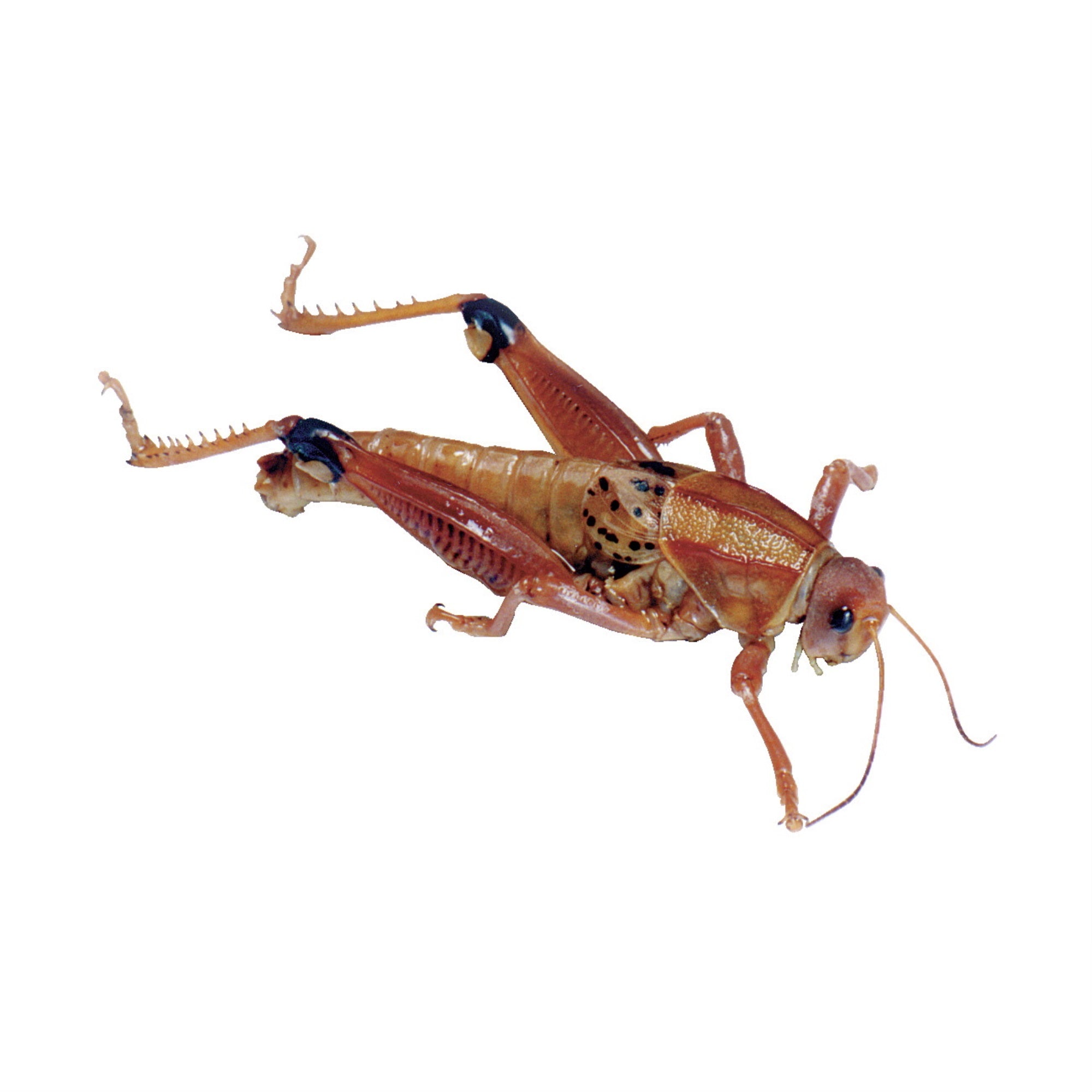 Frey Scientific Choice Preserved Grasshoppers, 3 Inches Or Larger, Jar Of 10