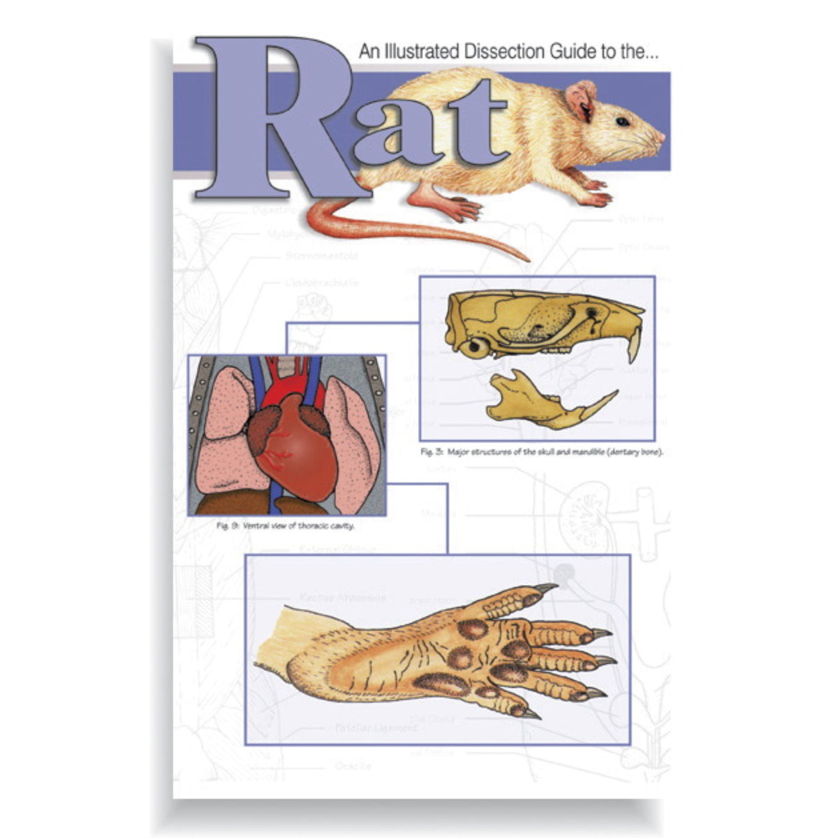 Frey Scientific Mini-Guide To Rat Dissection