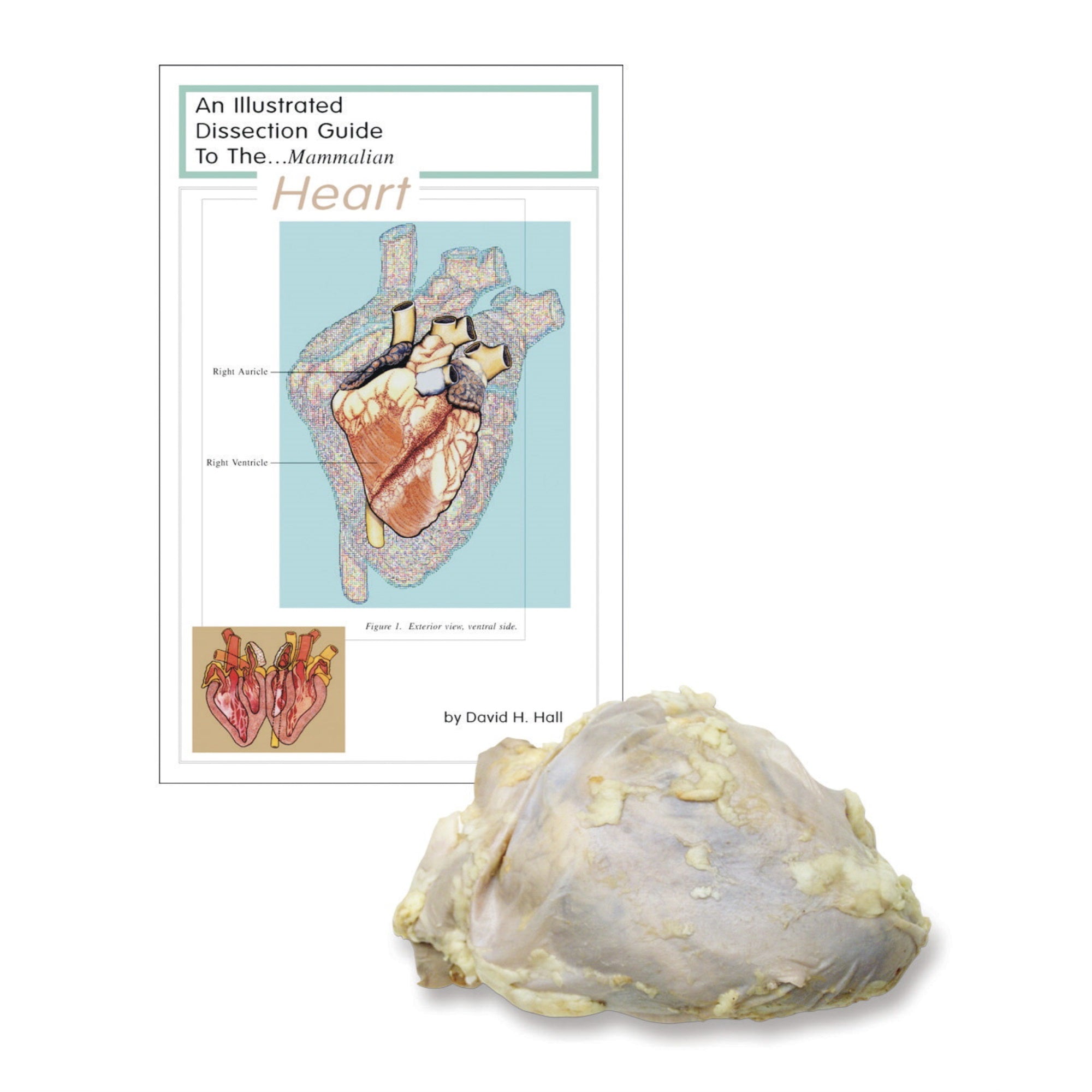 Frey Scientific Economy Plain Injected Preserved Sheep Heart Classroom Pack, Pack of 10
