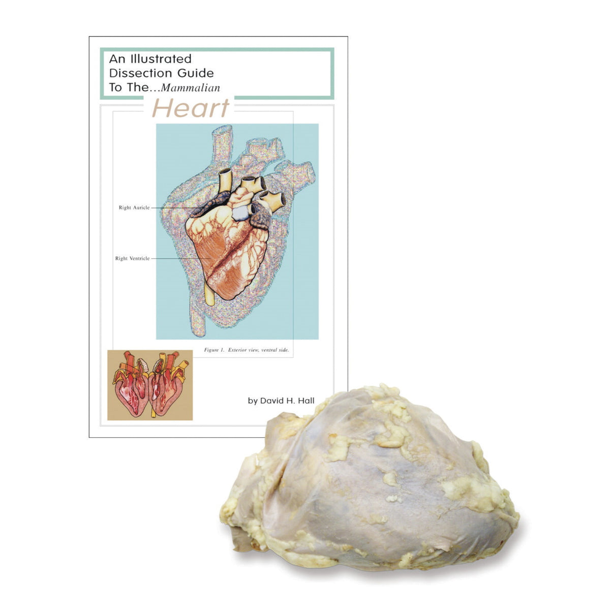 Frey Scientific Economy Plain Injected Preserved Sheep Heart Classroom Pack, Pack Of 10