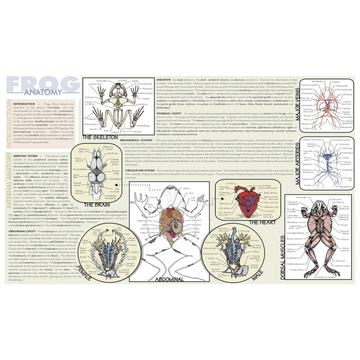 Frey Scientific Laminated Dissection Mat, 0.2 Mil Thick, Frog Anatomy Print