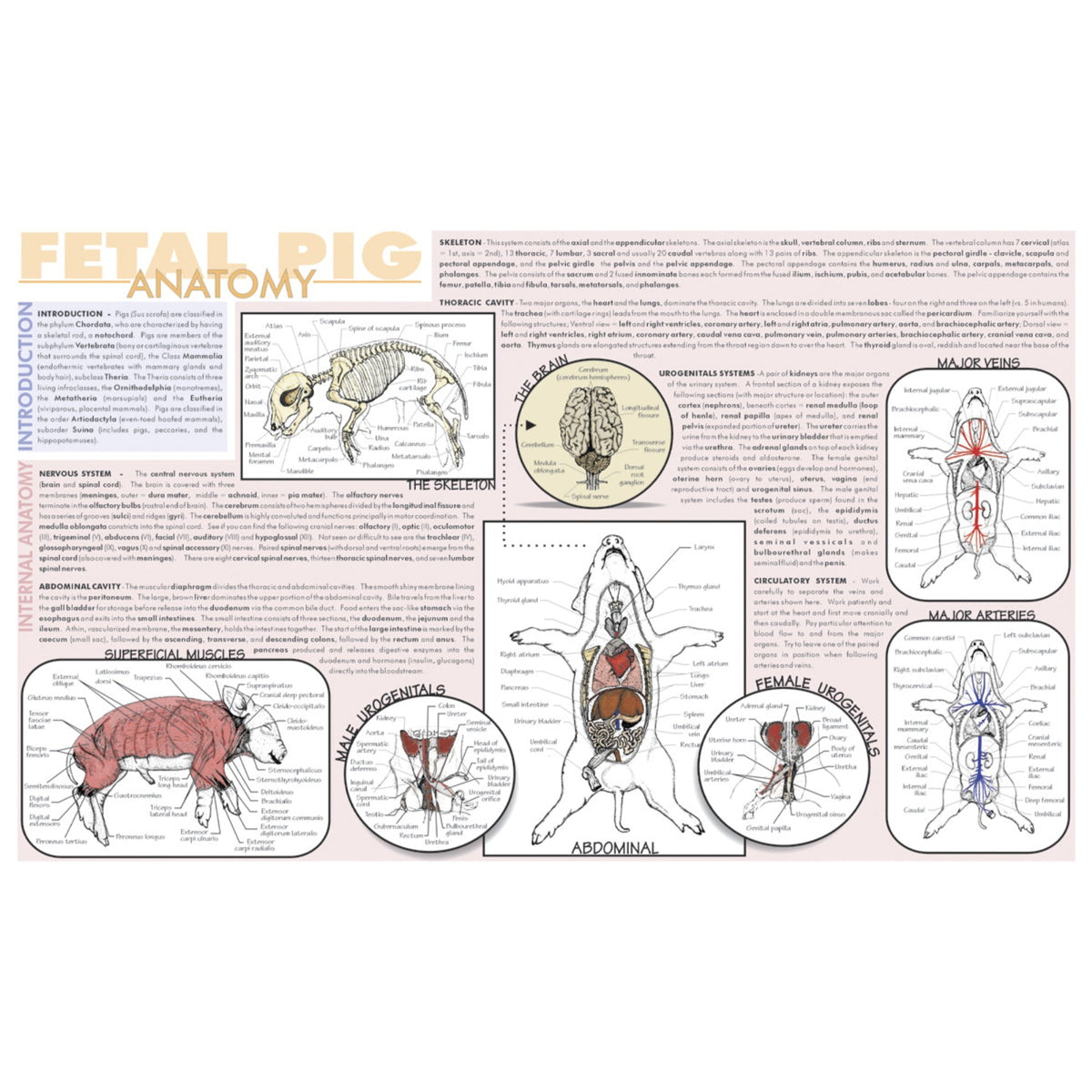 Frey Scientific Laminated Dissection Mat, .02 Mil Thick, Fetal Pig Ana ...