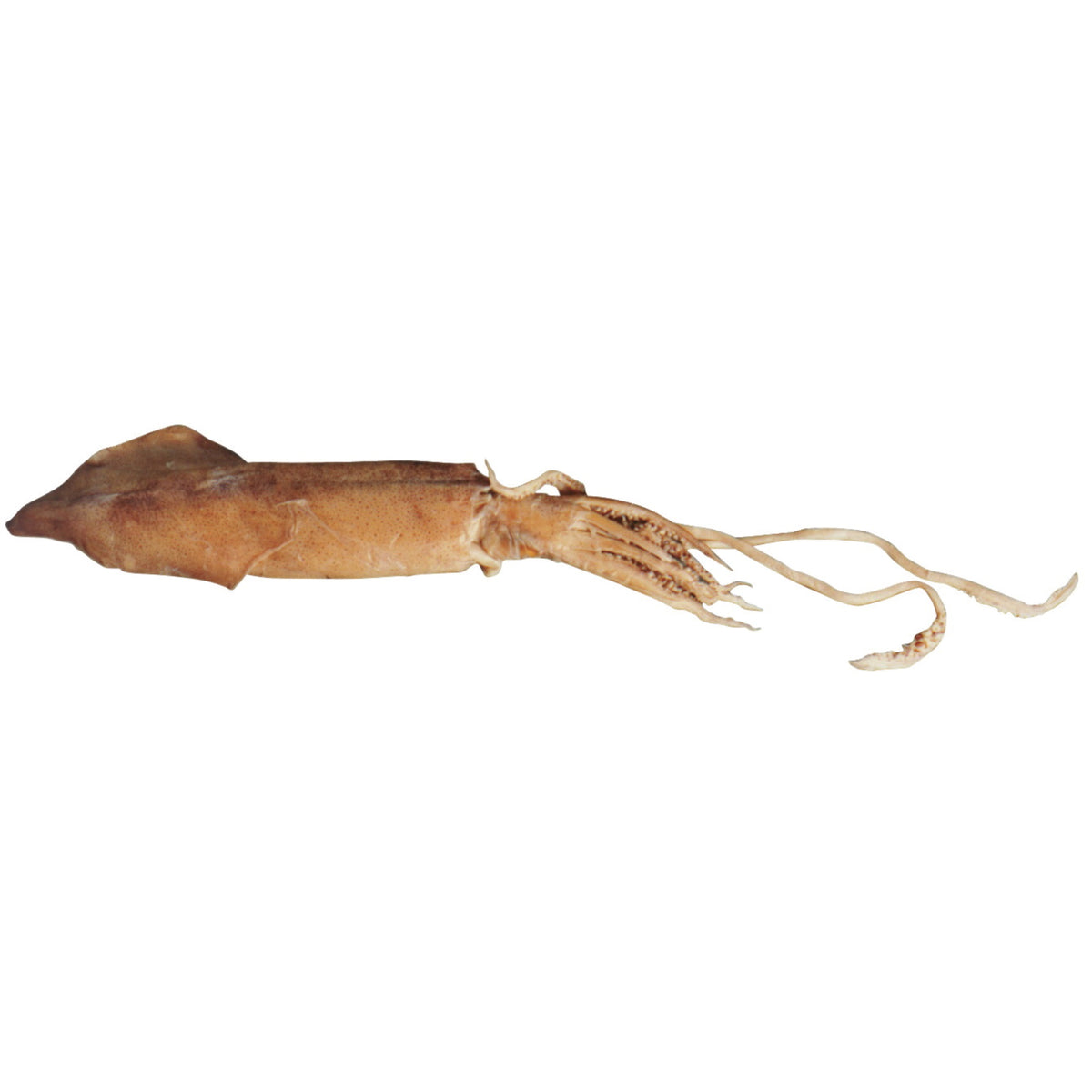 Frey Scientific Choice Plain Injected Preserved Squid, 5 - 8 In Vacuum, Pack Of 10
