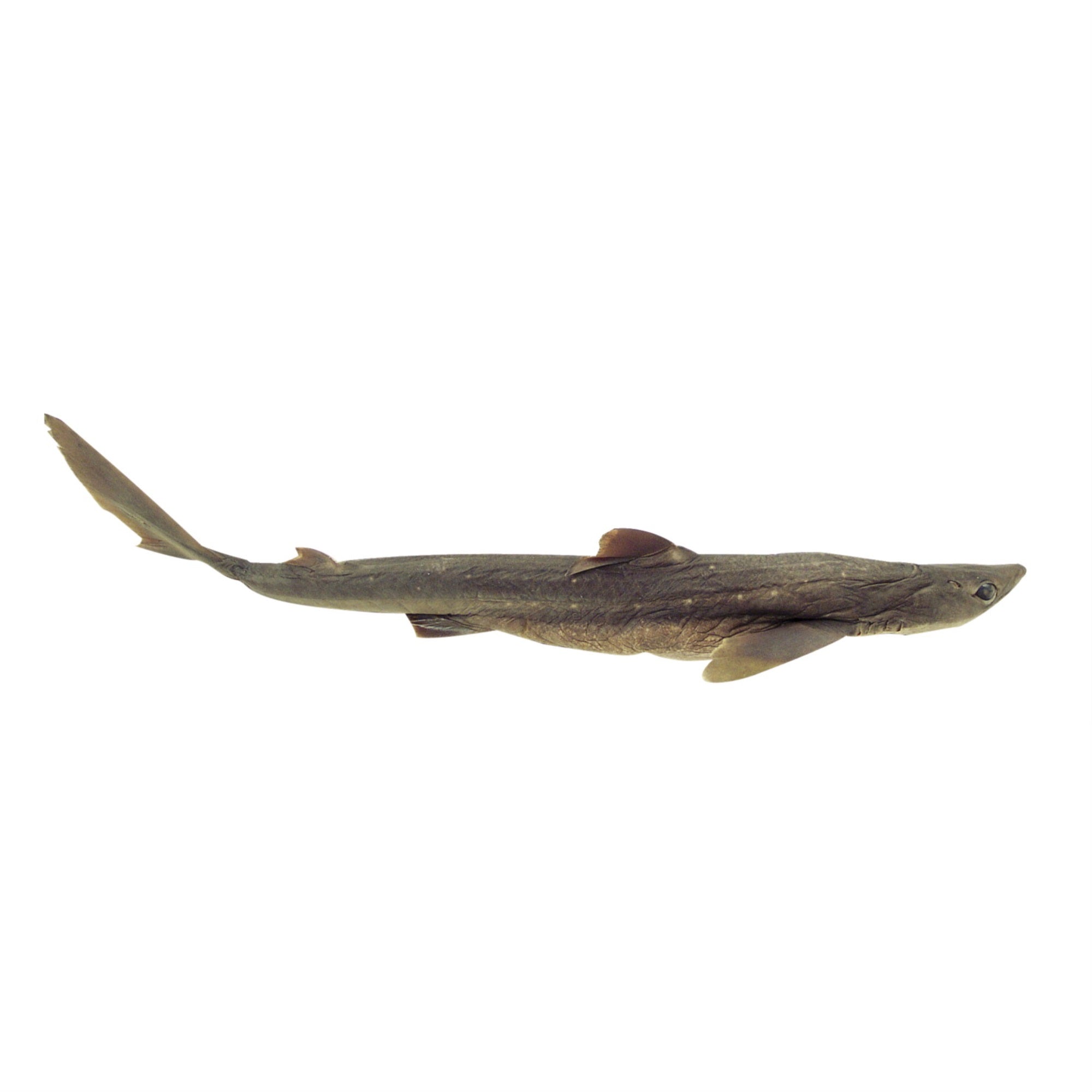 Frey Scientific Choice Plain Injected Non-Formaldehyde Holding Solution Preserved Shark, 18 - 22 In Vacuum, Pack Of 10