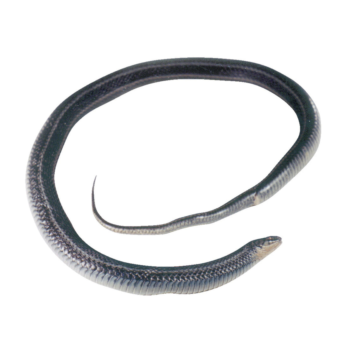 Frey Scientific Choice Plain Injected Preserved Water Snake, 18 - 24 In Vacuum, Pack Of 10