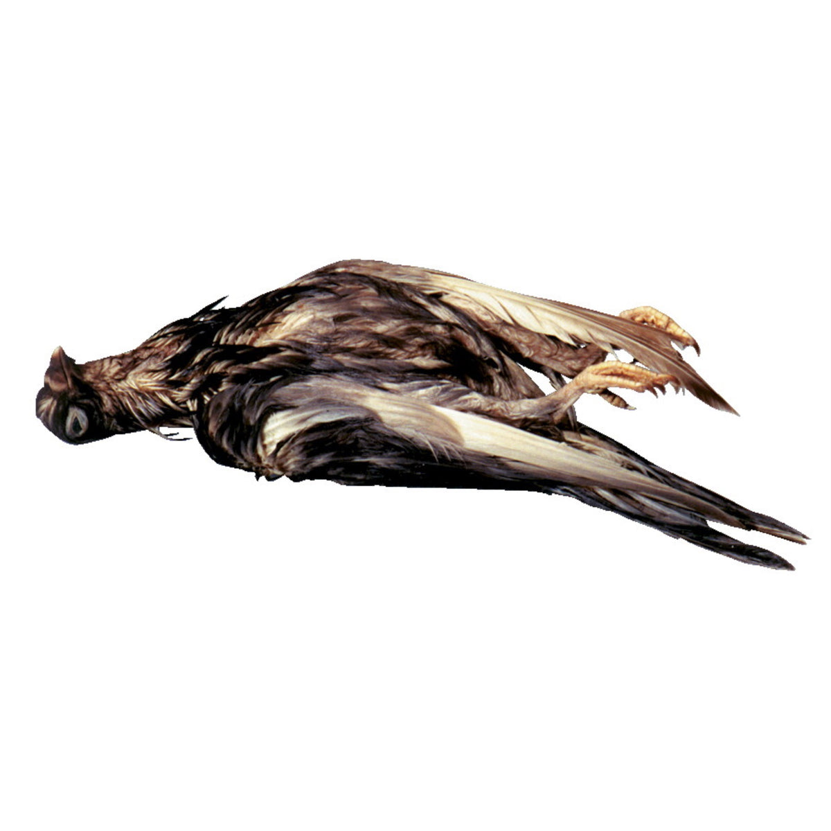 Frey Scientific Choice Preserved Pigeons, Plain Injected, Pack Of 10
