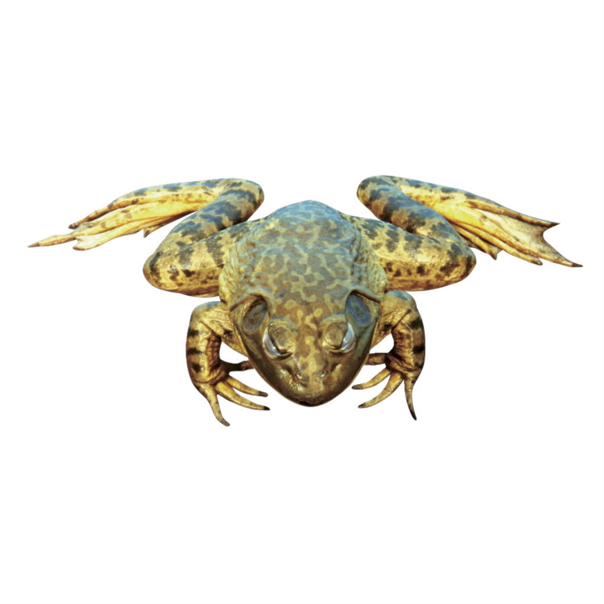Frey Scientific Choice Double Injected Preserved Bullfrog, 6 - 7 In Vacuum, Pack Of 10