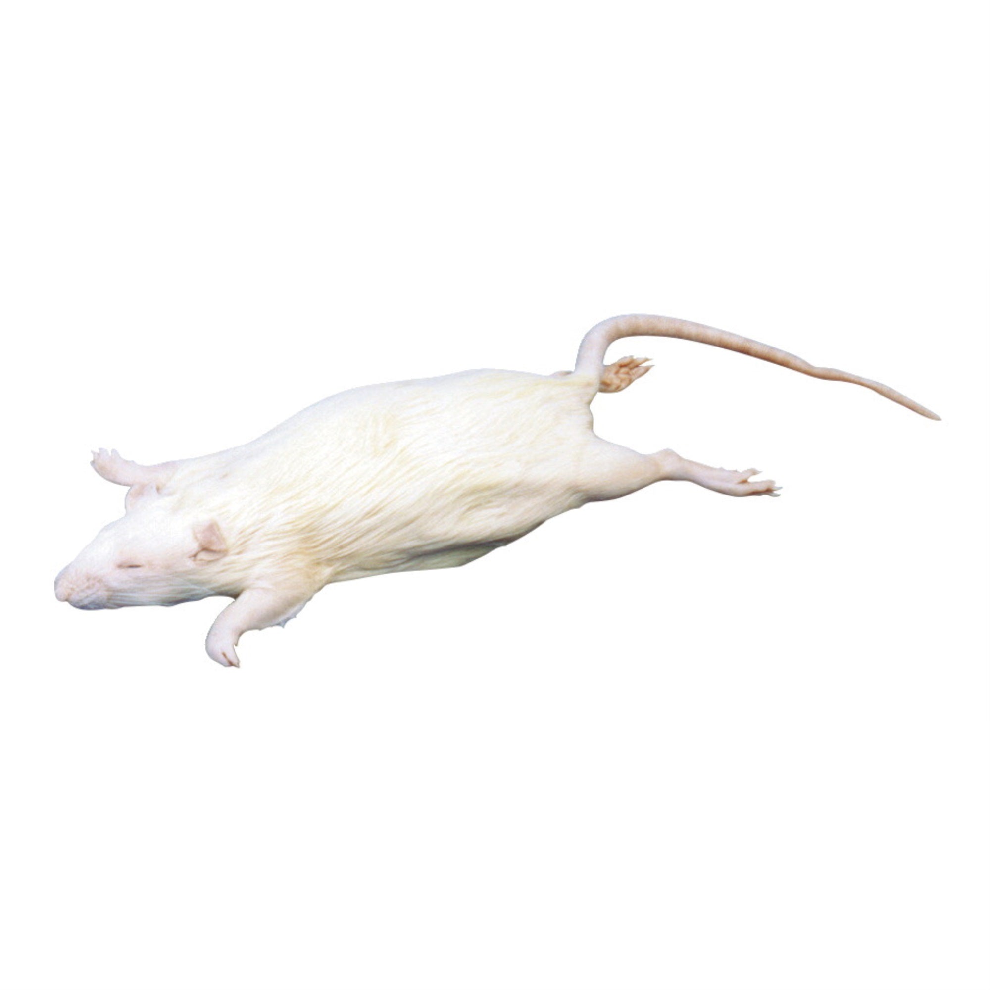Frey Scientific Choice Double Injected Preserved Rat, 7 - 9 In Vacuum, White, Pack Of 10