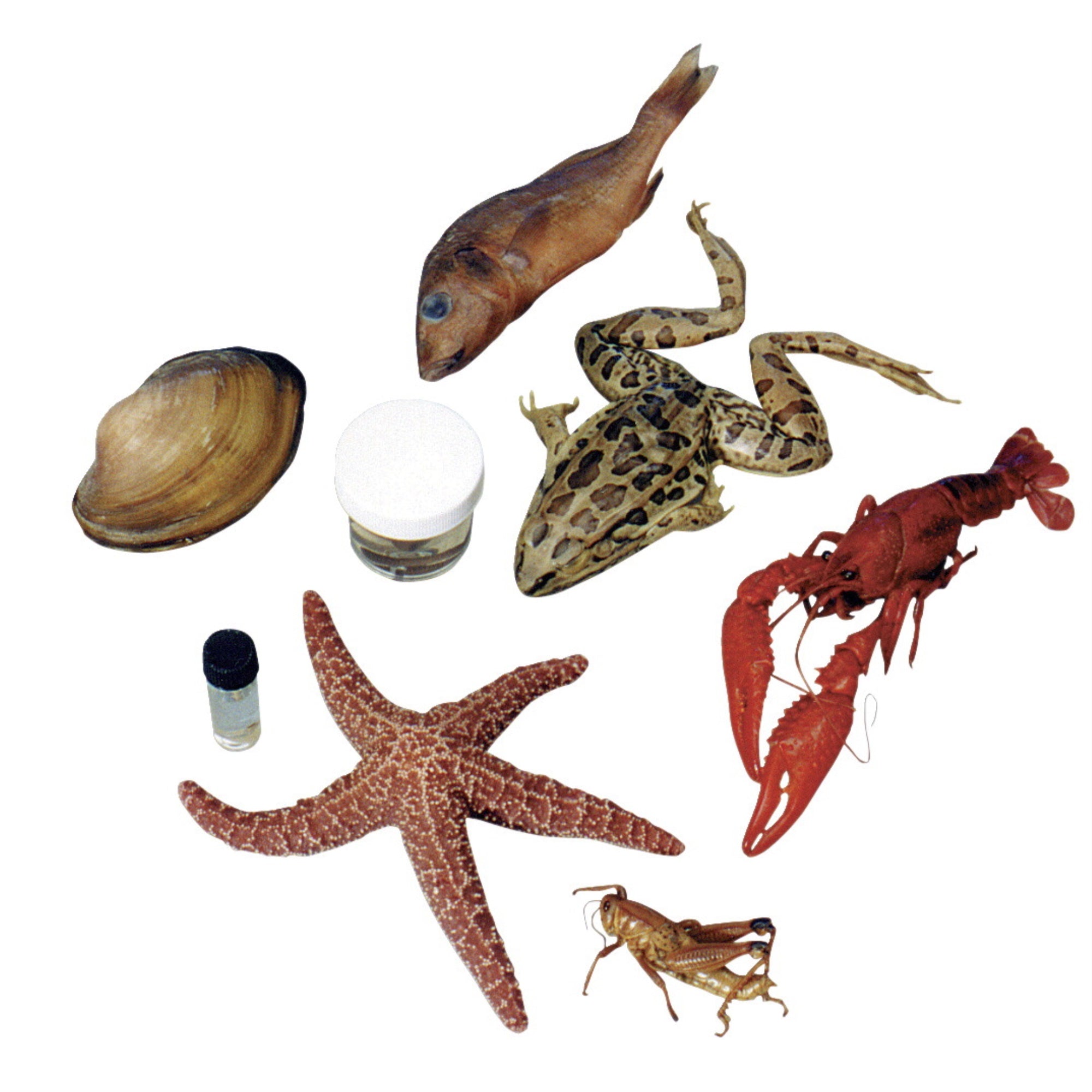 Frey Scientific Choice Formaldehyde Preserved Dissection Specimens, 10 Each Of 8 Specimens