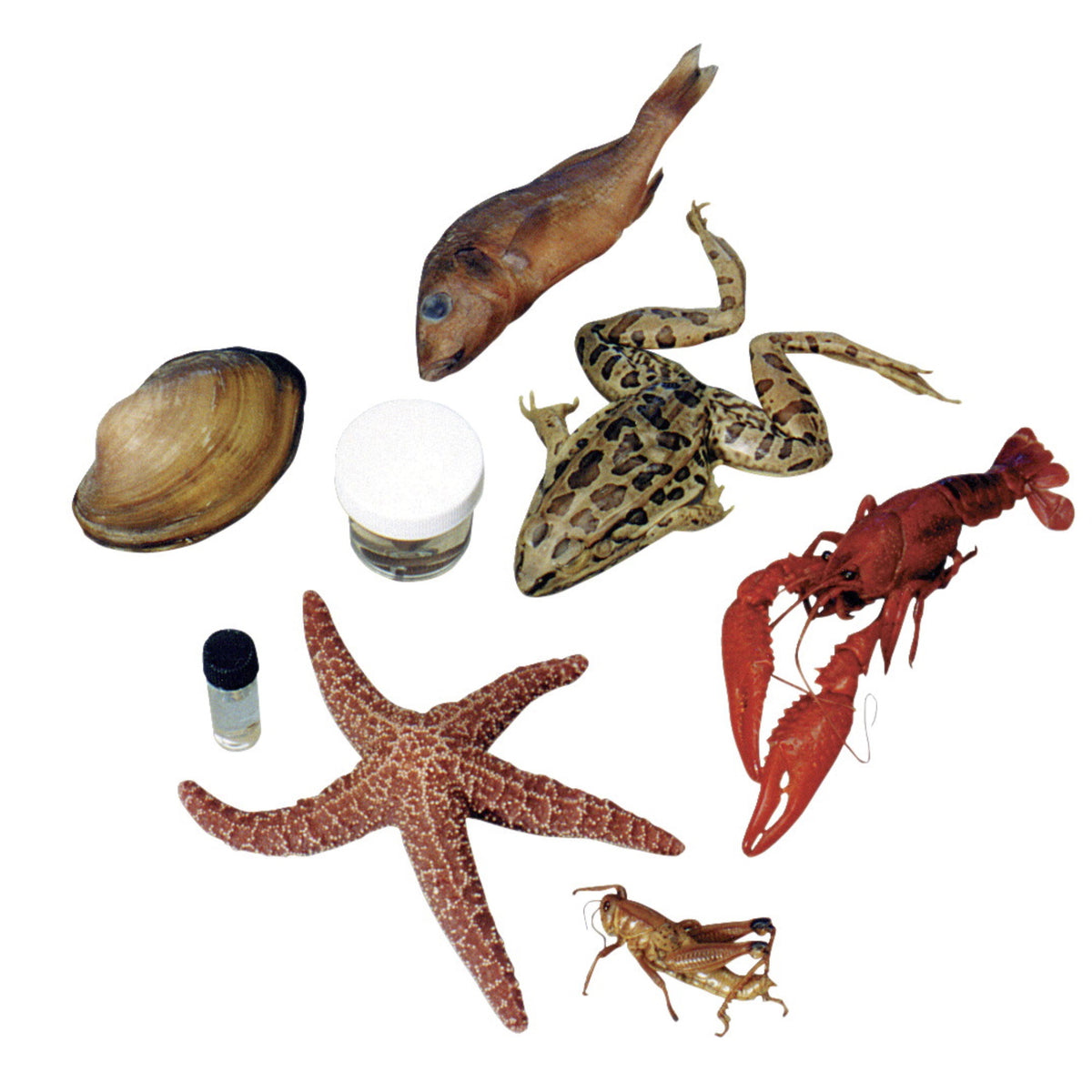 Frey Scientific Choice Formaldehyde Preserved Dissection Specimens, 10 Each Of 8 Specimens