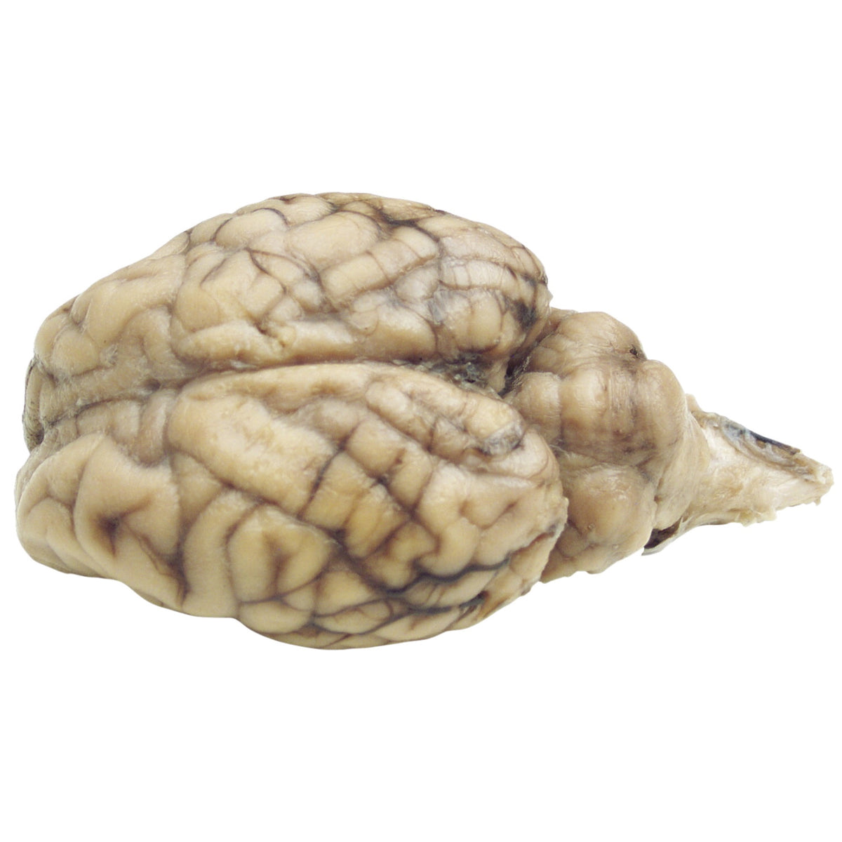 Frey Scientific Choice Preserved Sheep Organ Brain Without Hypo, Plain Injected