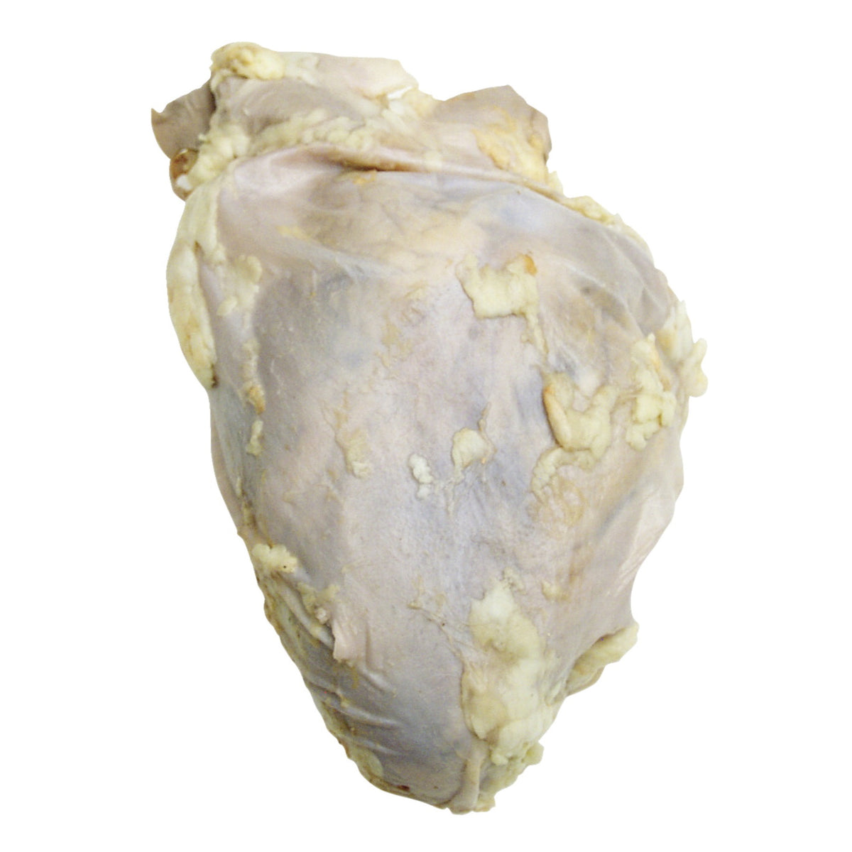 Frey Scientific Choice Preserved Sheep Organ Heart, Pack Of 10
