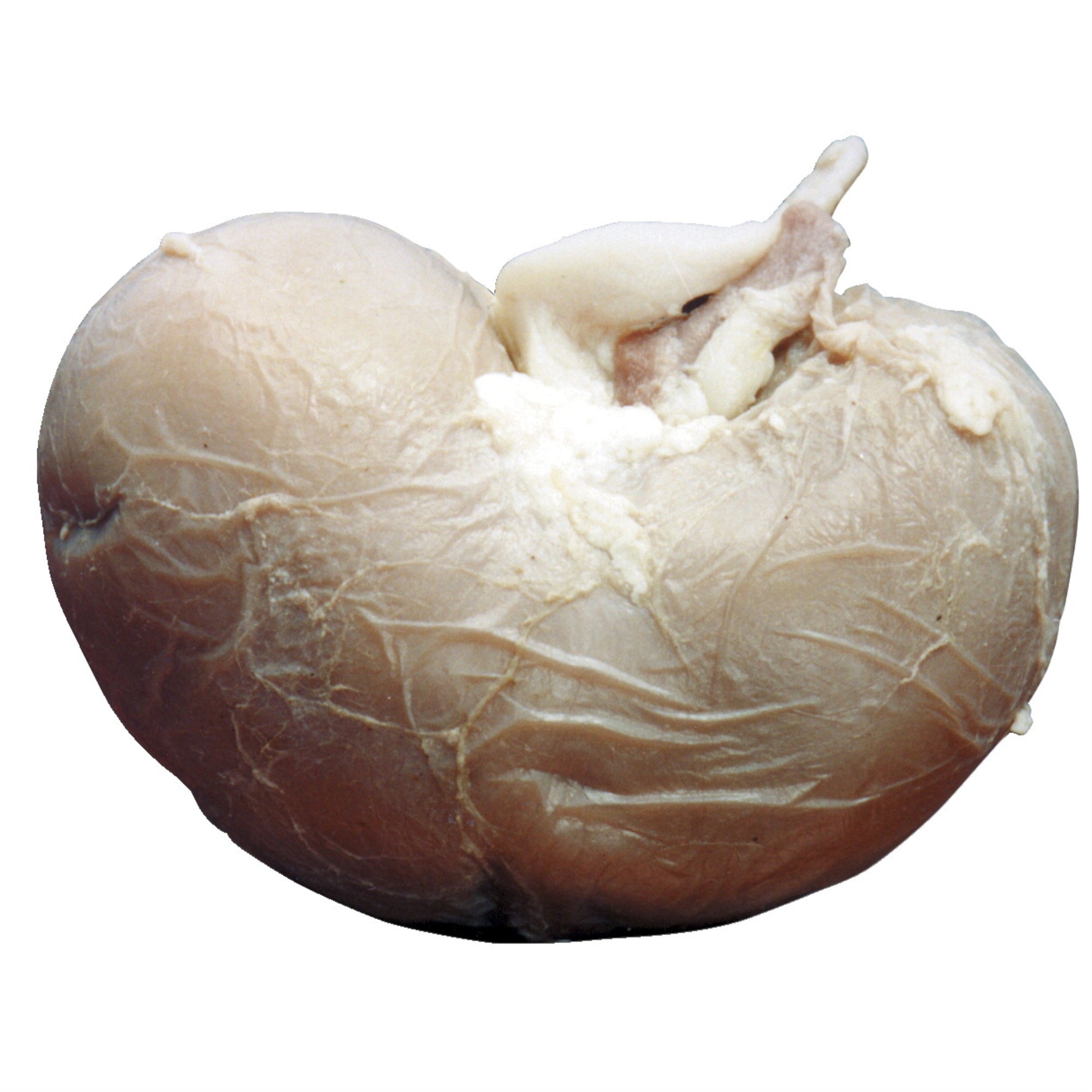 Frey Scientific Choice Plain Injected Preserved Sheep Organ Kidney, Pack Of 10