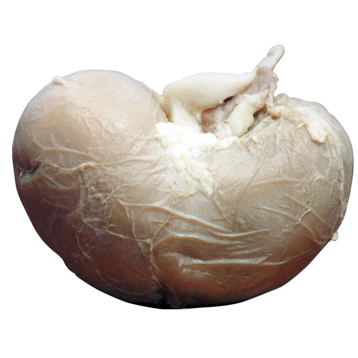 Frey Scientific Choice Plain Injected Preserved Sheep Organ Kidney, Pack Of 10