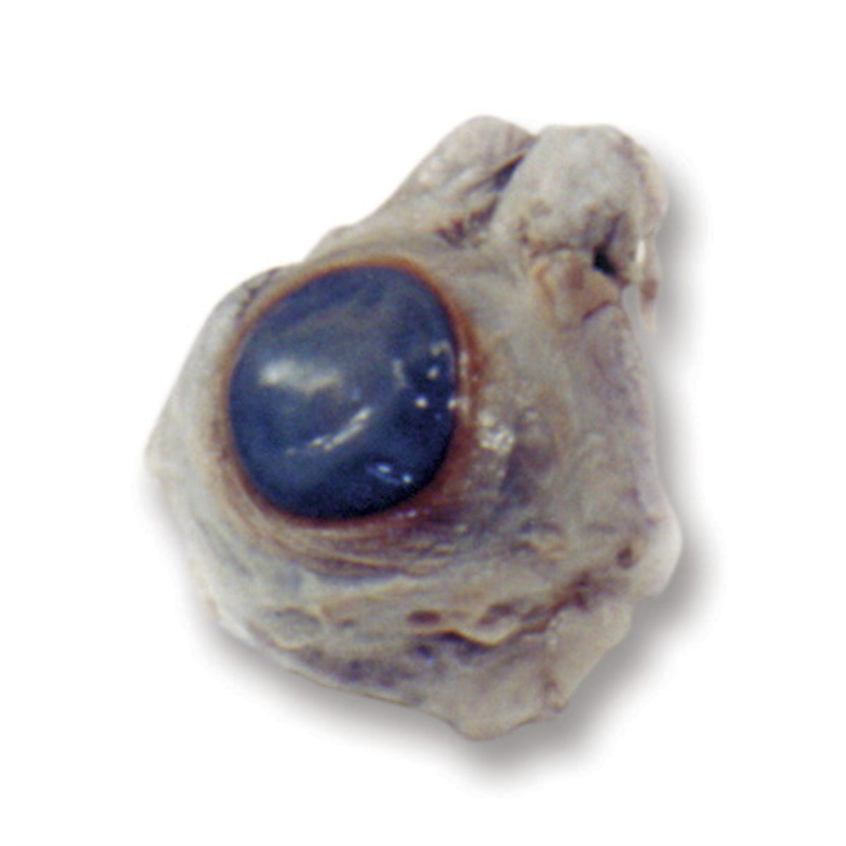 Frey Scientific Choice Preserved Cow Eye, Plain Injected