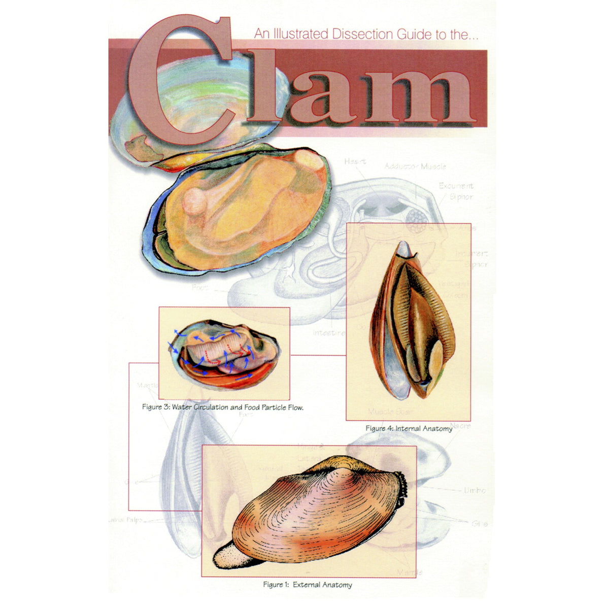 Frey Scientific Mini-Guide To Clam Dissection