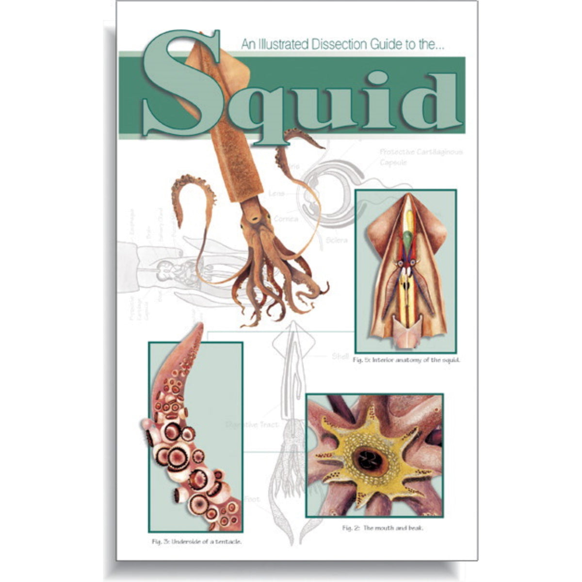 Frey Scientific Mini-Guide To Squid Dissection, Paperback, 16 Pages