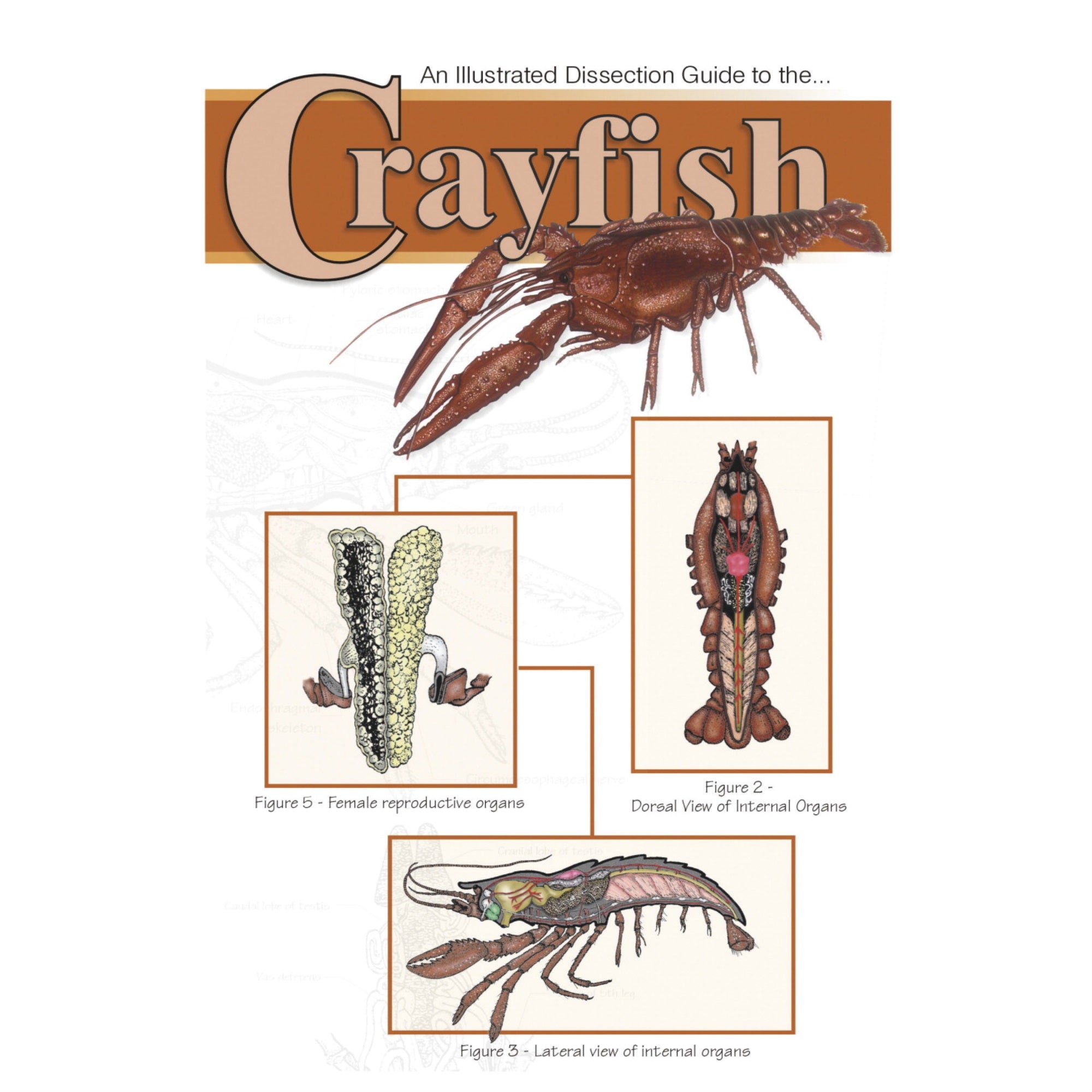 Frey Scientific Mini-Guide To Crayfish Dissection, Paperback, 8 Pages