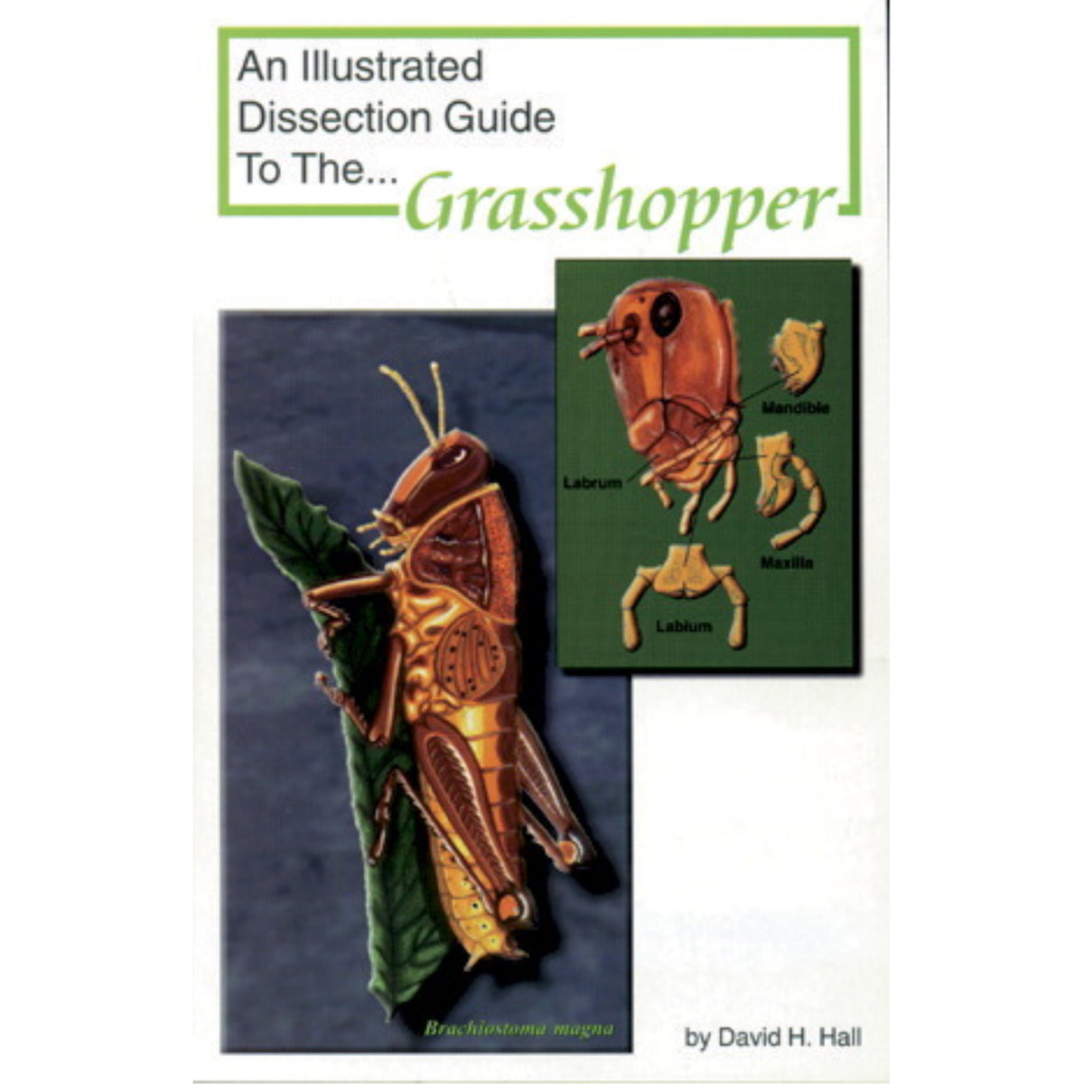 Frey Scientific Mini-Guide To Grasshopper Dissection