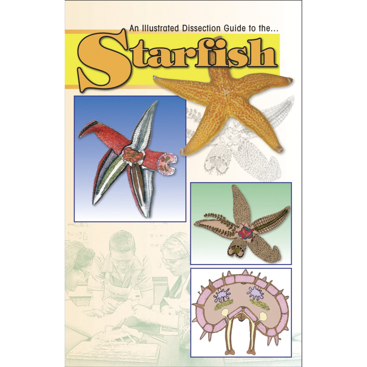 Frey Scientific Mini-Guide To Starfish Dissection, Paperback, 8 Pages