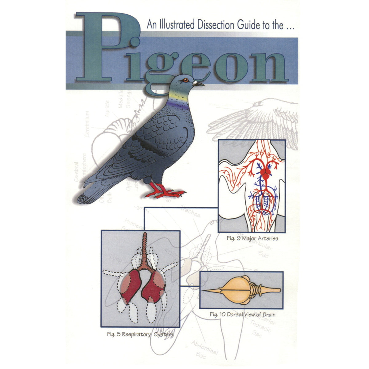Frey Scientific Mini-Guide To Pigeon Dissection