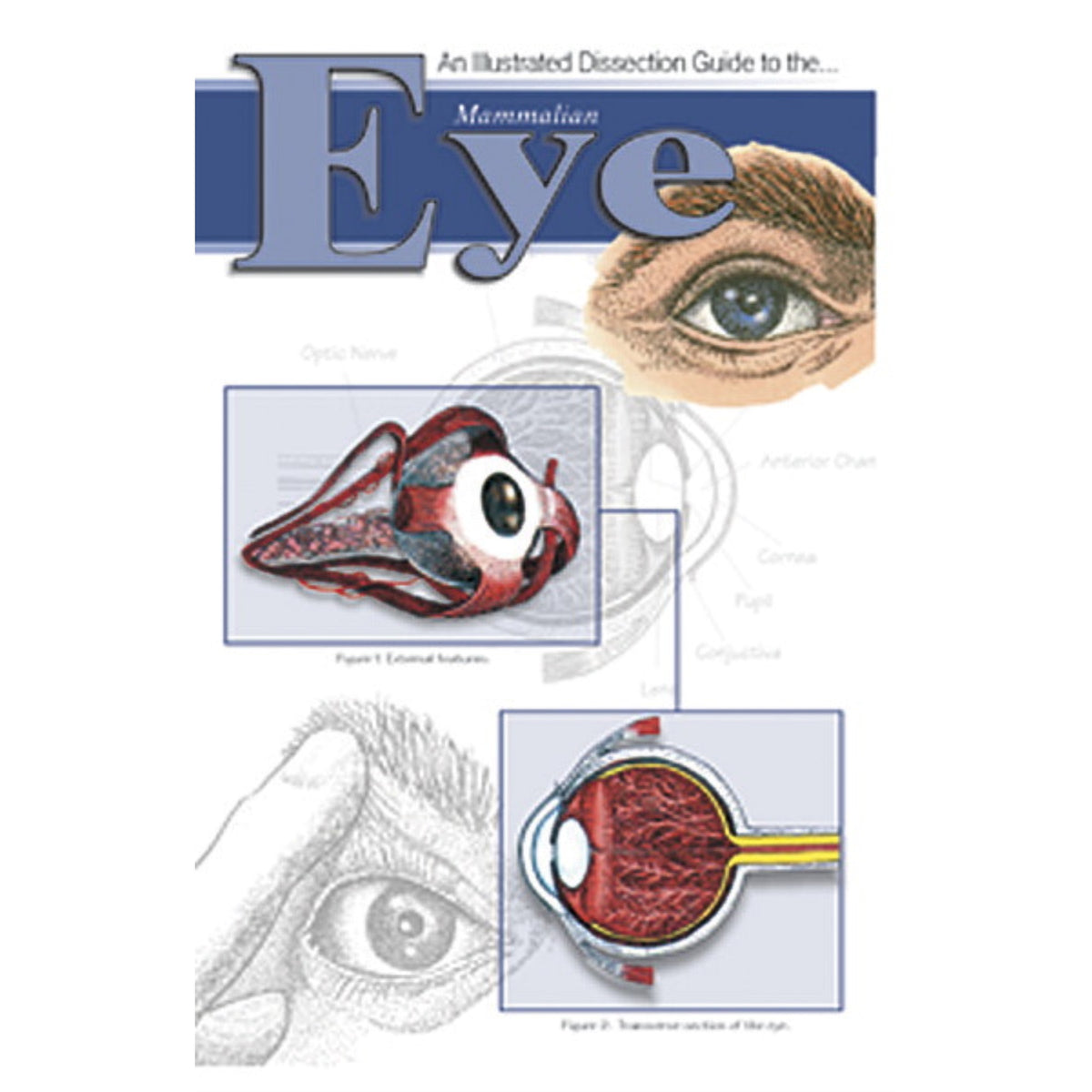 Frey Scientific Mini-Guide To Mammalian Eye Dissection