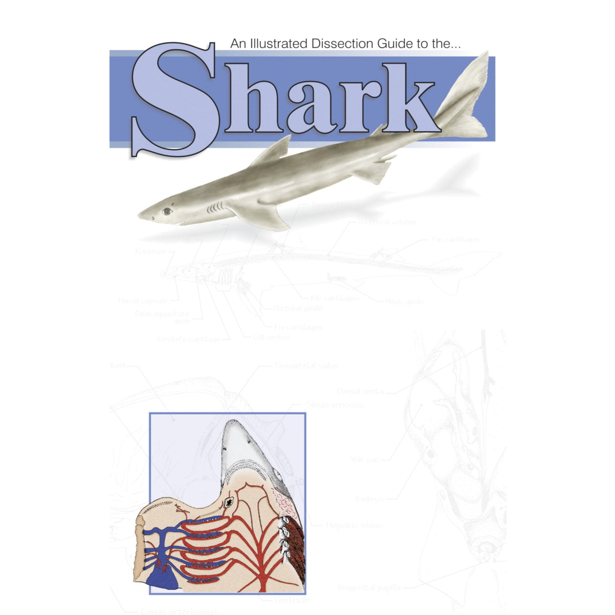 Frey Scientific Mini-Guide To Shark Dissection, Paperback, 20 Pages