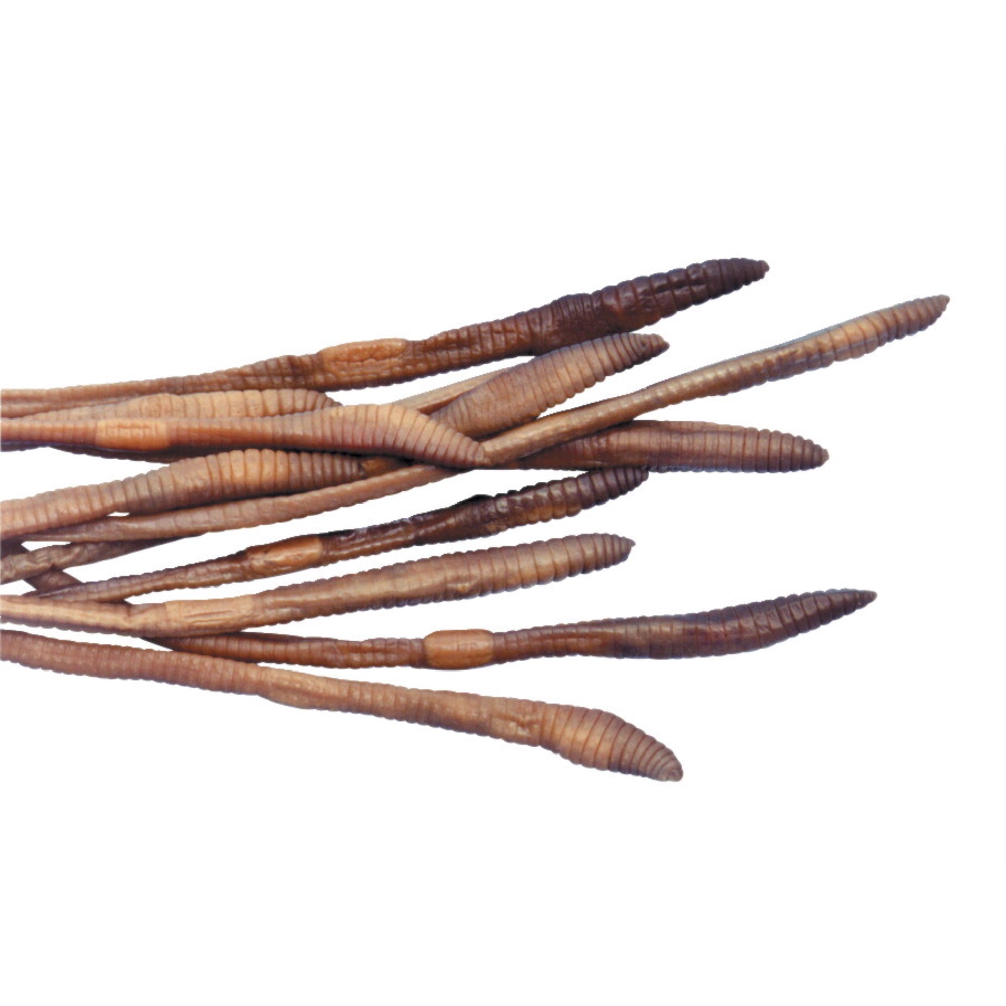 Frey Scientific Choice Plain Injected Preserved Earthworm, 10 In+, Pack Of 50