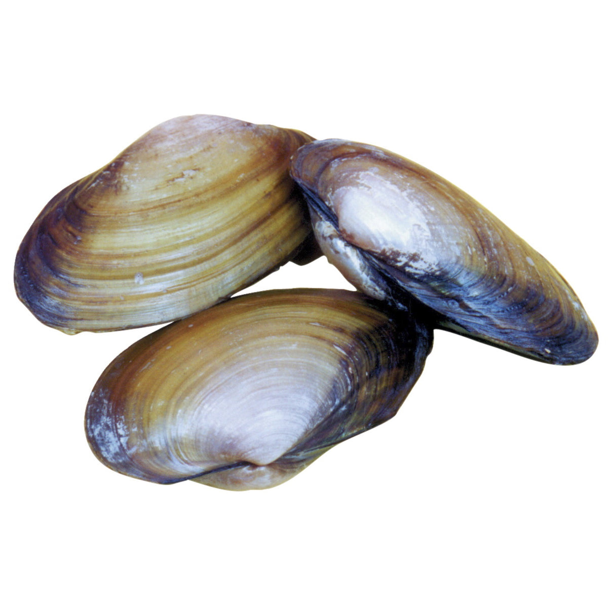 Frey Scientific Choice Preserved Freshwater Clam, 4 - 5 In Wet, Pack Of 50