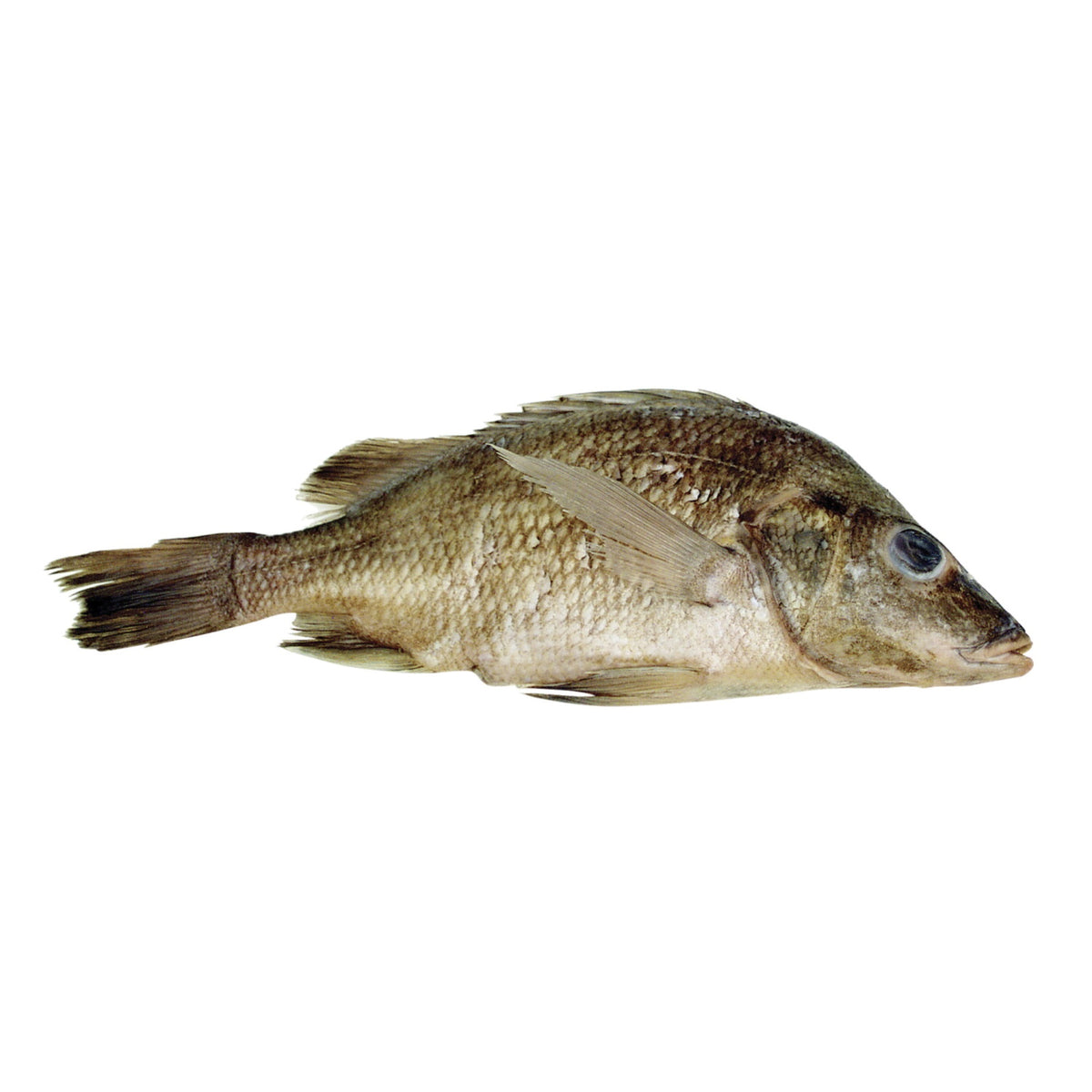 Frey Scientific Choice Plain Injected Preserved Perch, 9 - 12 In Vacuum, Mexican Gray, Pack Of 10