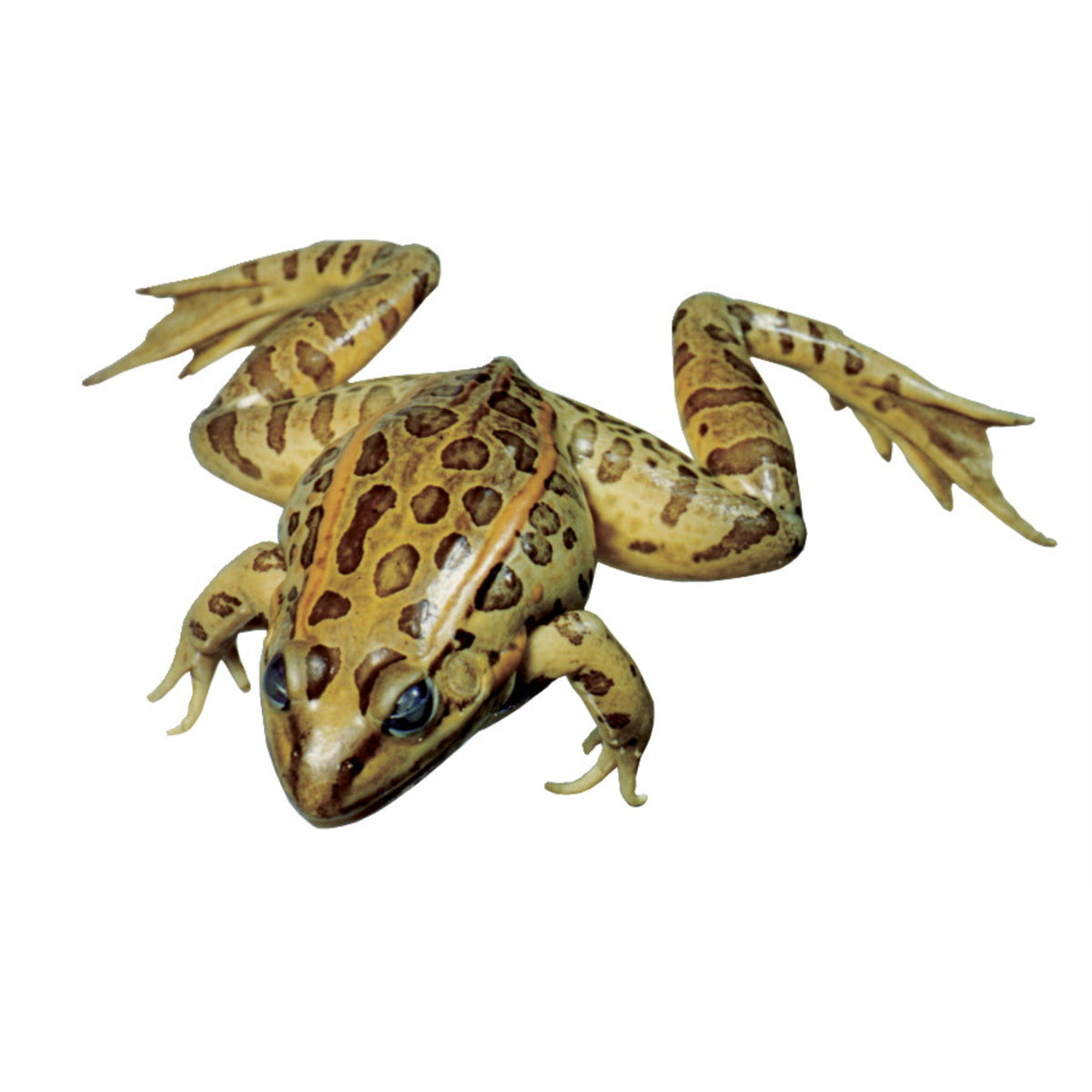 Frey Choice Preserved Grass Frogs - Double Injected - 4.5 - 5 Inches - Pack Of 10