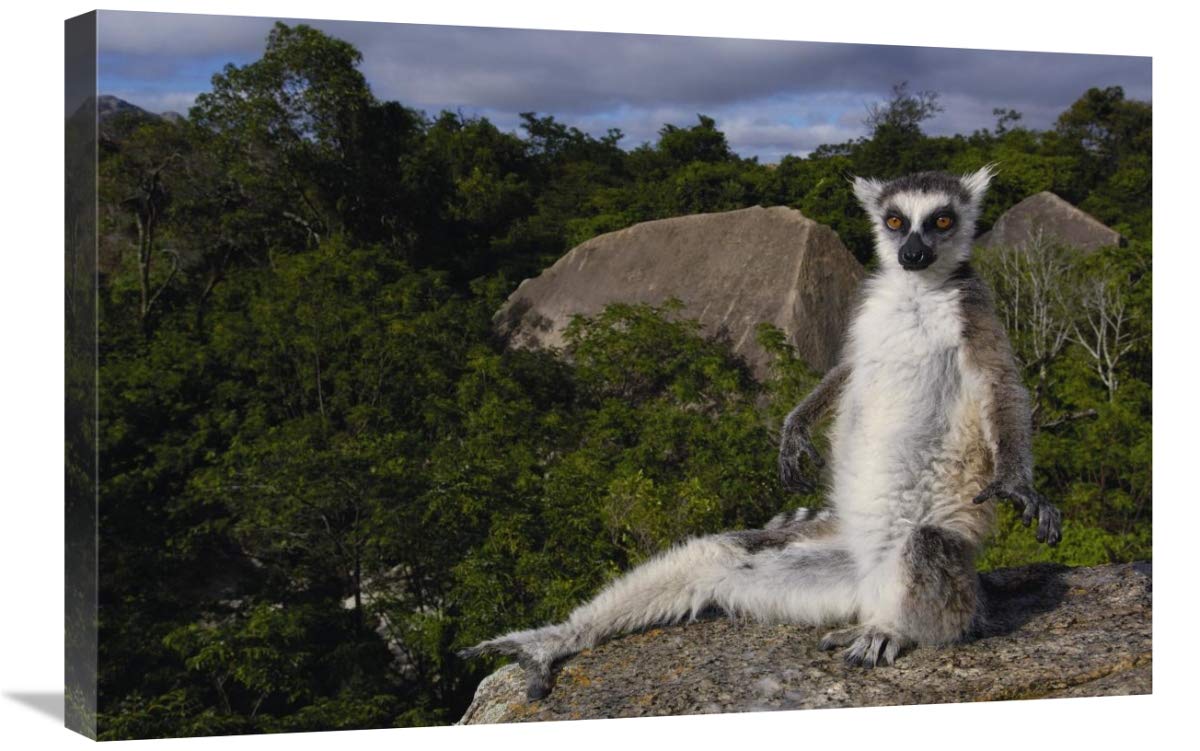 Ring-tailed Lemur,  near Andringitra Mountains Madagascar-Canvas Art-30x20”