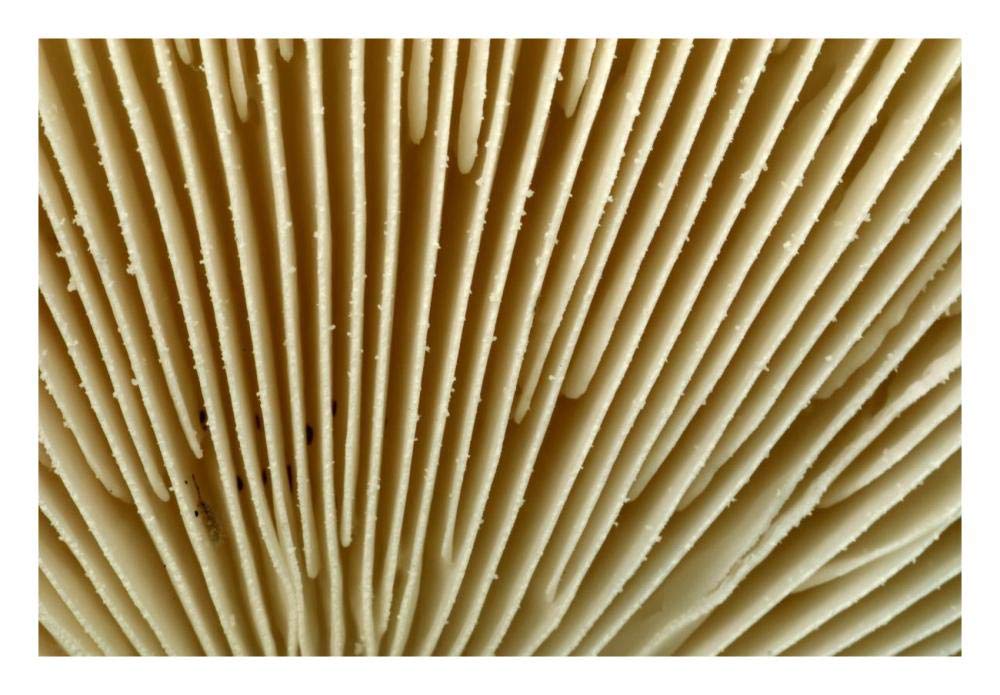 Citron Amanita mushroom detail, Belgium-Paper Art-26x18”